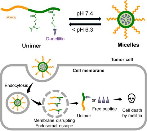 纳米人 Biomaterials：d 蜂毒肽聚合物纳米颗粒用于抗癌治疗