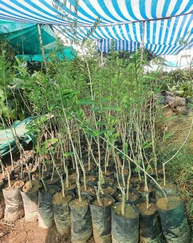 Chakaiya Amla Chakaya Plant Grafted For Outdoor At Rs Piece In