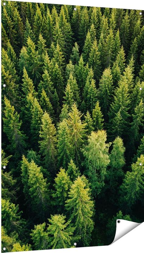 Gards Tuinposter Bos Met Bomen Vanaf Boven X Cm Tuindoek