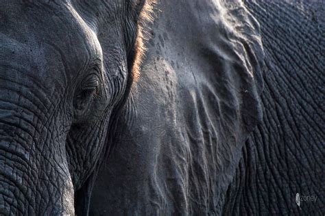 Kalahari Elephant This Kalahari Elephant Is One Of The Man Flickr