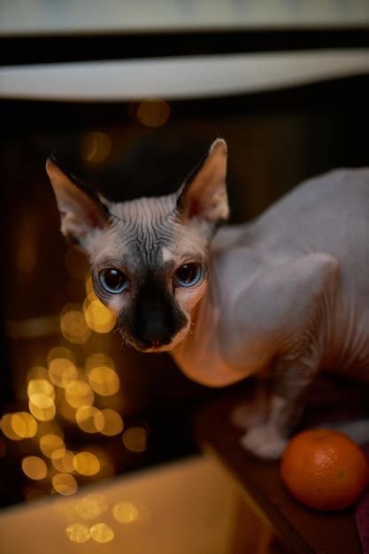 Premium Photo Cat Breed Canadian Sphynx Canadian Sphynx Sits On A Chair