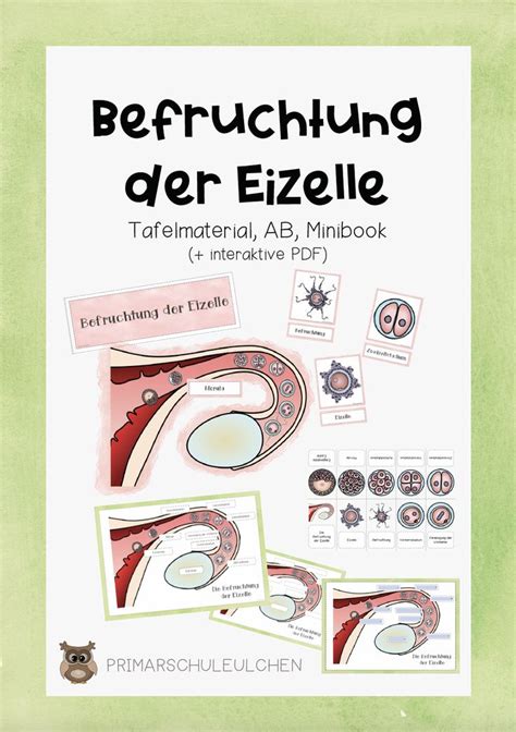 Befruchtung Der Eizelle Materialpaket Unterrichtsmaterial In Den