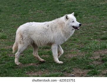 Arctic Wolf Enjoying Morning Sun Canis Stock Photo