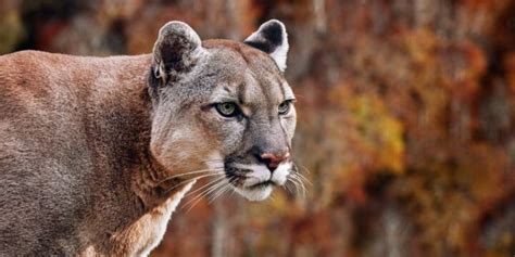 Felinos Conoce Sus Tipos Características Y Ejemplos