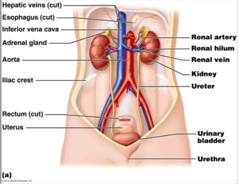 APK2100C Ch 24 The Urinary System Flashcards Quizlet