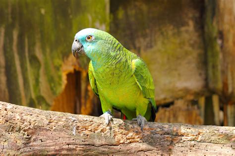 10 Top Amazon Parrot Species As Pets