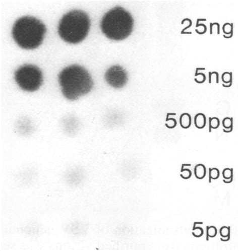 Dot Hybridization Of Vsv Genomic Rna To 32p Labeled Clone 6 Dna