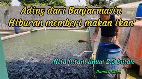 Perkembangan Nila Hitam Jenis Black Prima Umur 2 5 Bulan Budidaya Ikan Kolam Air Deras Subang