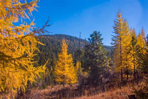 How To Grow And Care For Larch Trees Gardeners Path