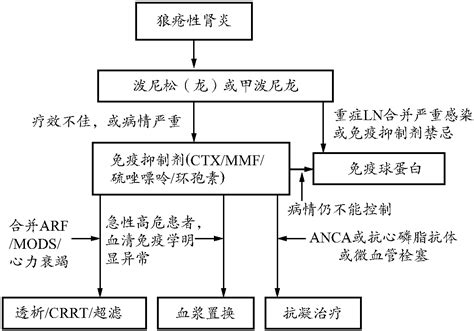 狼疮性肾炎 临床医学 医学