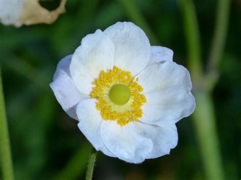 The Controversial White Poppy Flower Meaning - Harvest Indoor