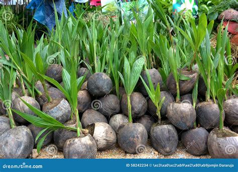 Thai Coconut With Plants Stock Photo Image Of Fair Building 58242234