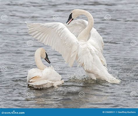 Trumpeter Swan Display With Splashes Stock Image Image Of Horizontal