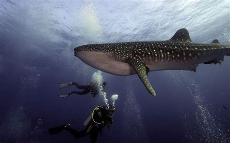 Diving in the Galapagos - Galapagos Travel Center