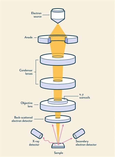 Scanning Electron Microscope Schematic Diagram Schematic Sem