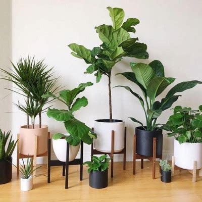 Cuidados Para Las Plantas M S Comunes En Casa Este Verano Fotocasa Life