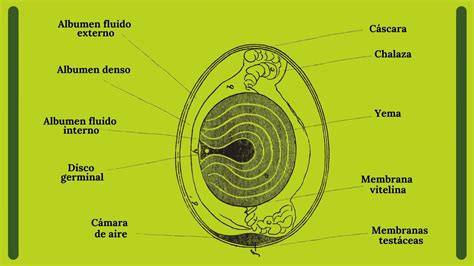 El Huevo Estructura Y Composición Grupo Avícola Rujamar