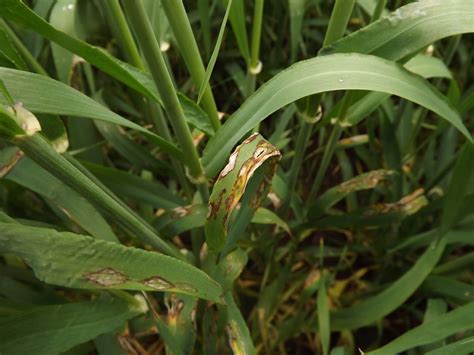 Barley diseases coming in waves - Agriland.ie