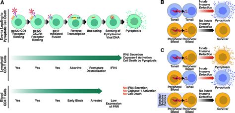 Dissecting How Cd4 T Cells Are Lost During Hiv Infection Cell Host