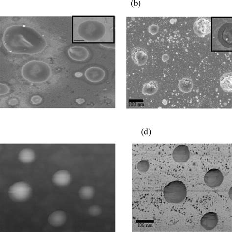 Fe Sem Images Of A Bare Liposomes And B Liposome Auc Afm Images Of