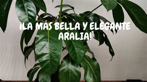 Rbol Aralia Cheflera Cuidados B Sicos Cheflera De Interior Y