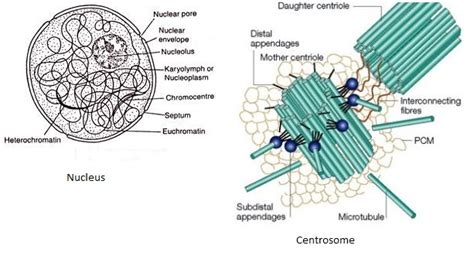 Simple Centrioles Diagram