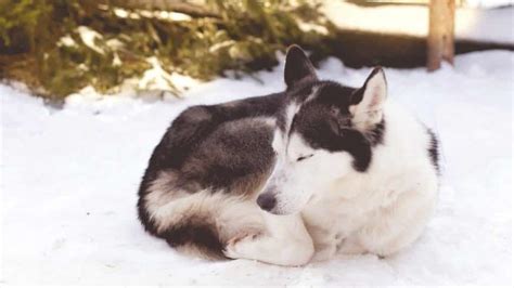 Huskies & Sleeping Outside In Winter: 7 Things To Consider