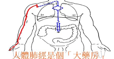 人體肺經是個「大藥房」，用好疾病自然消 穴道經絡引導