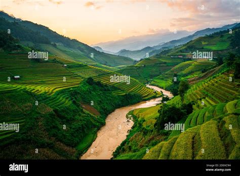 Terraced Rice Field Landscape Near Sapa In Vietnam Mu Cang Chai Rice