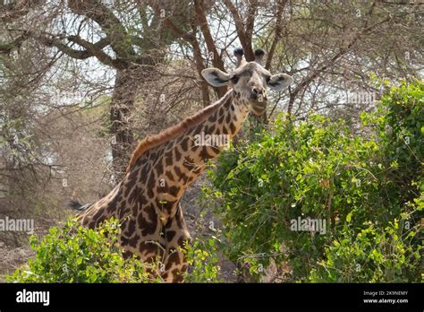 A Portrait Of A Female Giraffe Eating In A Tree Savannah In Tanzania