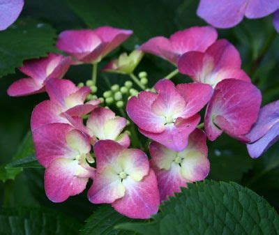 Hydrangea Identification And Pruning Walter Reeves The Georgia