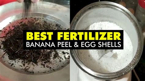 Best Homemade Fertilizer Banana Peel And Egg Shells Youtube