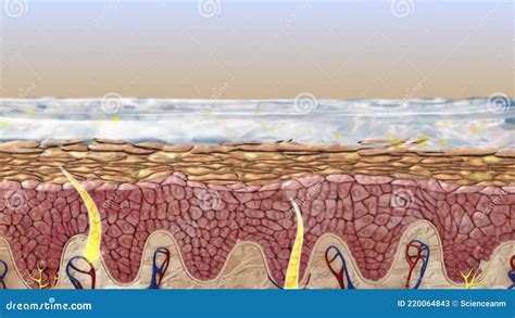 Skin Anatomy Human Body Skin Illustration With Parts Vein Artery Hair