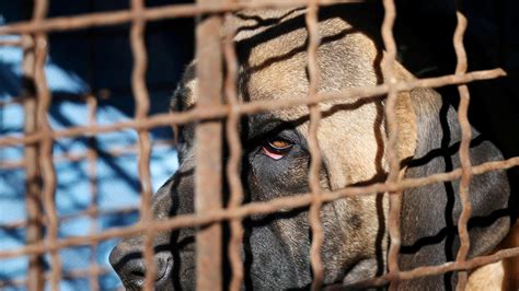 Corée du Sud adieu la viande de chien le Parlement interdit sa