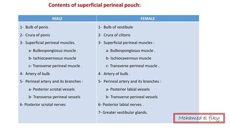 Anatomy Of Perineum Urogenital Triangle Ppt