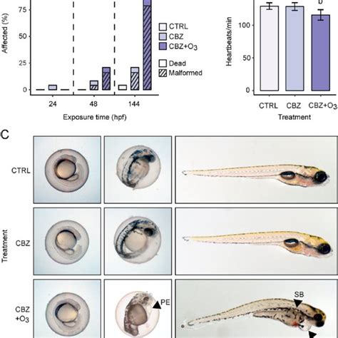 Schematic Representation Of The Zebrafish Embryo Exposure Regime