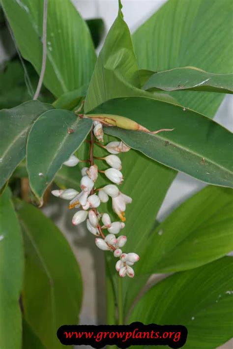 Alpinia zerumbet - How to grow & care