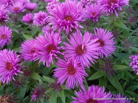 Symphyotrichum Novae Angliae Vibrant Dome Staudeng Rtnerei