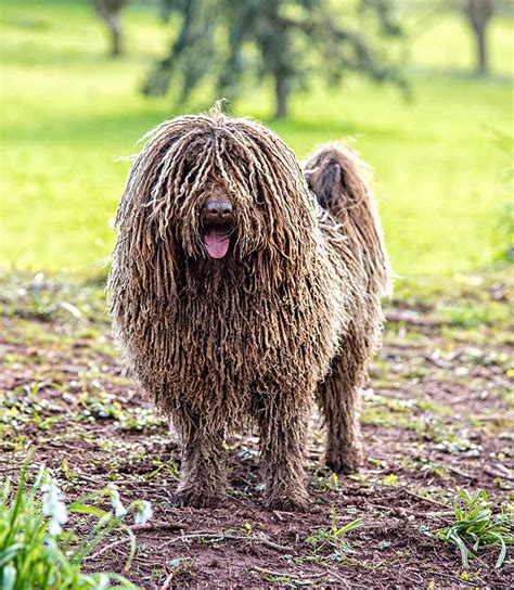 Komondor Dog Without Dreads Discount Shops