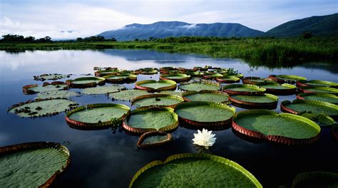 Conoce Pantanal el humedal de Sudamérica más grande del mundo Foto