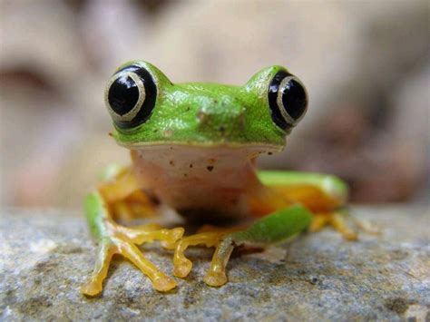 Black Eyed Tree Frog Price Sandy Mares