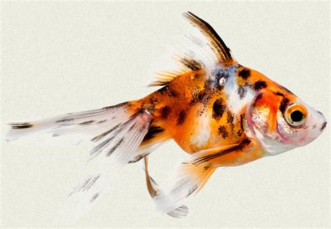 Calico Fantail Fancy Goldfish Tropicali