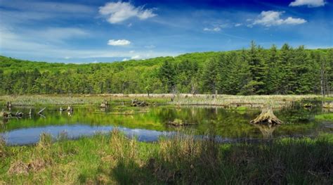 Free Images Landscape Tree Water Nature Marsh Swamp Wilderness