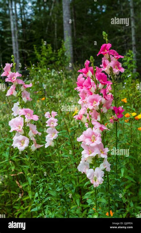 In A Snapdragon Flower Hi Res Stock Photography And Images Alamy