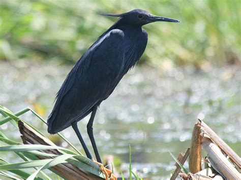 Black Heron Alchetron The Free Social Encyclopedia