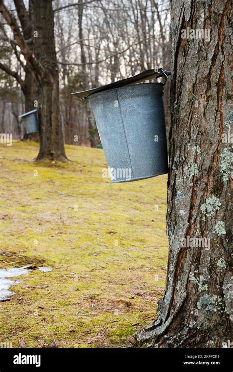 A Pail Hangs From A Tree Collecting Sap In The Bucket The First Step