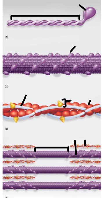 Molecular Structure Of Thick And Thin Filament Diagram Quizlet