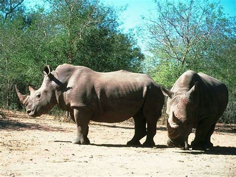 Носороги по два и на рисунках