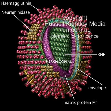 Influenza Virus Illustration Flu Virus Structure Diagram Picture By