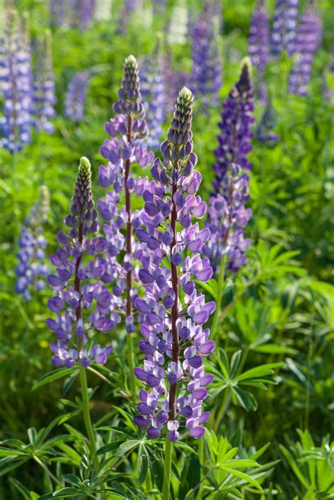 Lupine - Gallery Yellow Lupine - Plant Library - Pahl's Market ... / Lupines are a humanoid wolf ...